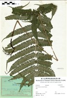 藏品(有刺鳳尾蕨)的圖片